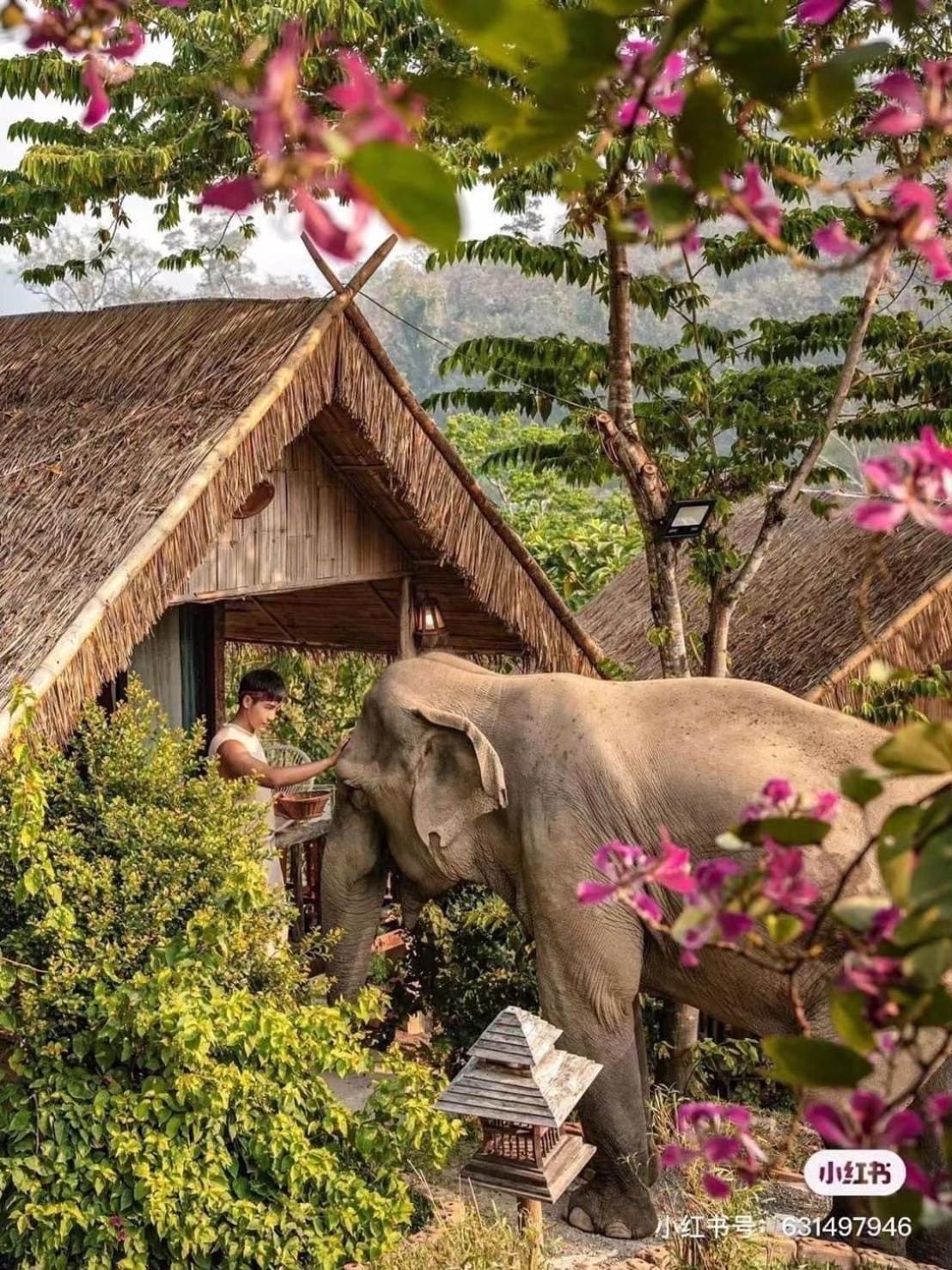 3 Pok Maewang Jinxiang Gold Elephant Park Mae Wang Exterior foto